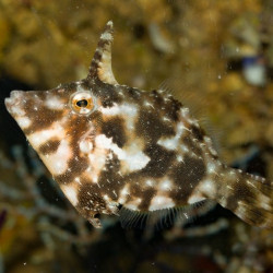 Acreichthys tomentosus - Aiptasia Eating Filefish Acreichthys tomentosus - Aiptasia Eating Filefish