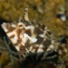 Acreichthys tomentosus - Aiptasia Eating Filefish