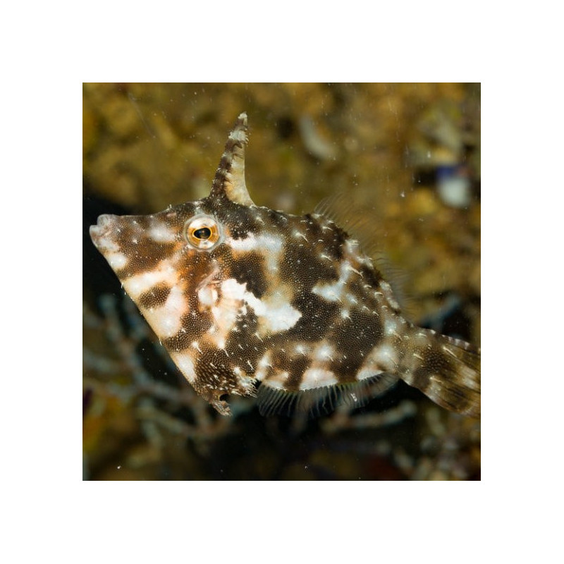 Acreichthys tomentosus - Aiptasia Eating Filefish