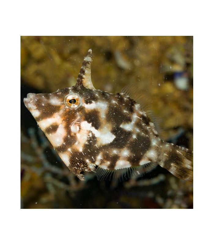 Acreichthys tomentosus - Aiptasia Eating Filefish