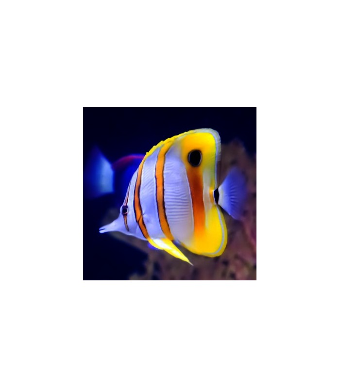 Chelmon rostratus - Copperband Butterflyfish