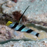 Stonogobiops nematodes - Hi Fin Banded Goby