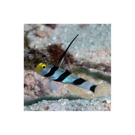 Stonogobiops xanthorhinica - Hi Fin Banded Goby