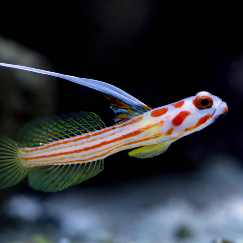 Stonogobiops yasha - Yasha White Ray Shrimp Goby