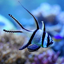 Pterapogon kauderni - Cardinal Banggai Tank Bred Pterapogon kauderni - Cardinal Banggai Tank Bred