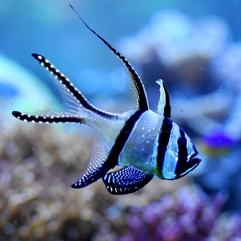 Pterapogon kauderni - Pez Cardenal de Banggai