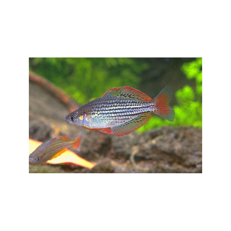 Arco iris enano - Melanotaenia maccullochi