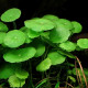 Hydrocotyle Verticillata