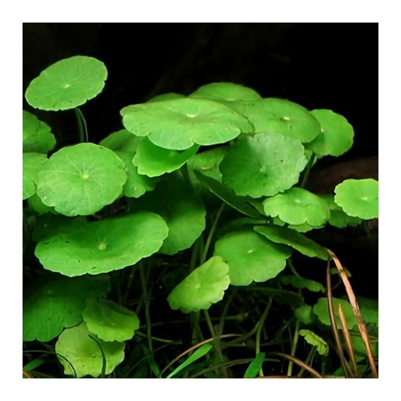 Hydrocotyle Verticillata