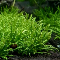 Pogostemon Helferi Pogostemon Helferi