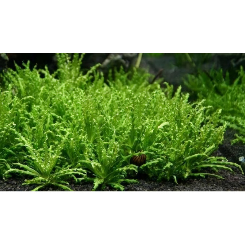 Pogostemon Helferi