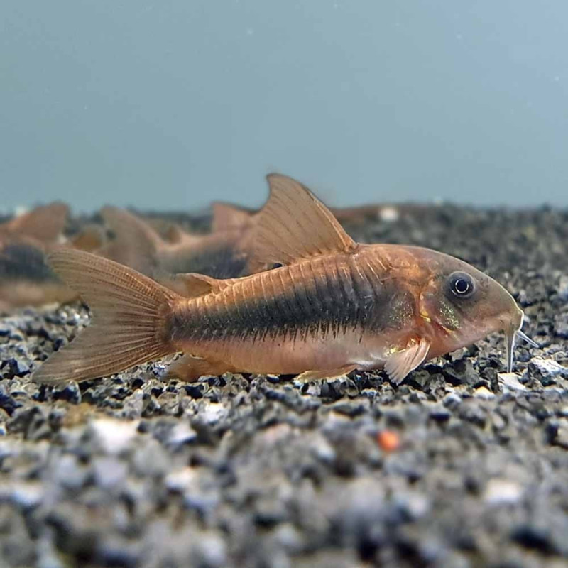 5x Corydoras Aeneus