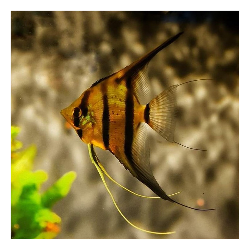 Escalar Dantum 4-5 - Pterophyllum scalare x altum