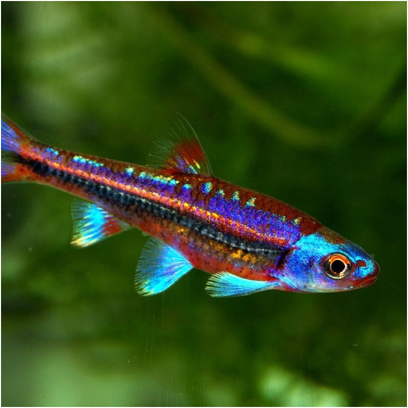 Notropis chrosomus Rainbow Shiner