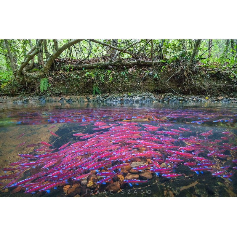 Notropis chrosomus - Rainbow Shiner