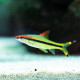 Barbo Torpedo - Puntius denisonii
