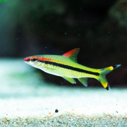 Barbo Torpedo - Puntius denisonii Barbo Torpedo - Puntius denisonii