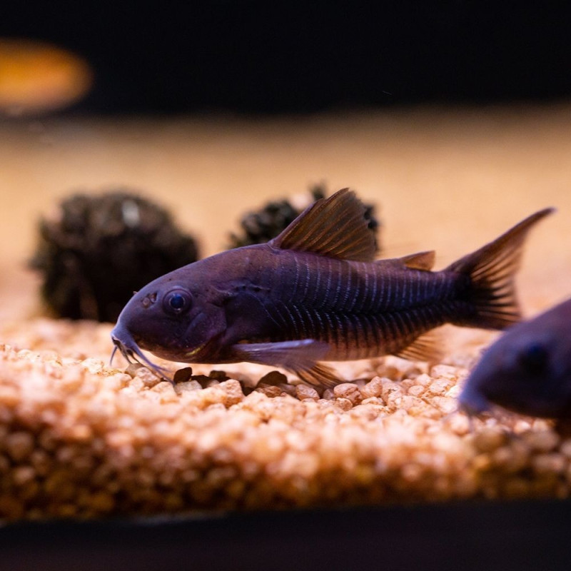 Corydoras 'Black Venezuela' 3-4 cm