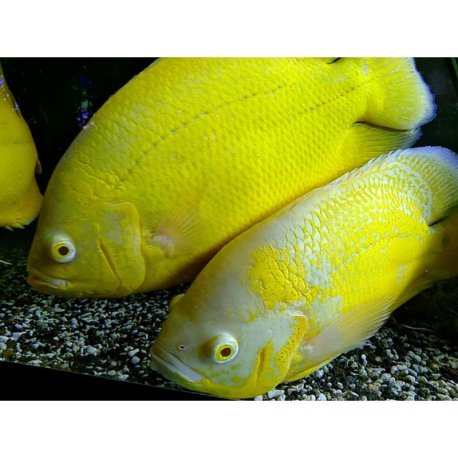 Oscar Lemon 6-7cm - Astronotus ocellatus