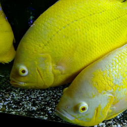 Oscar Lemon 6-7cm - Astronotus ocellatus Oscar Lemon 6-7cm - Astronotus ocellatus