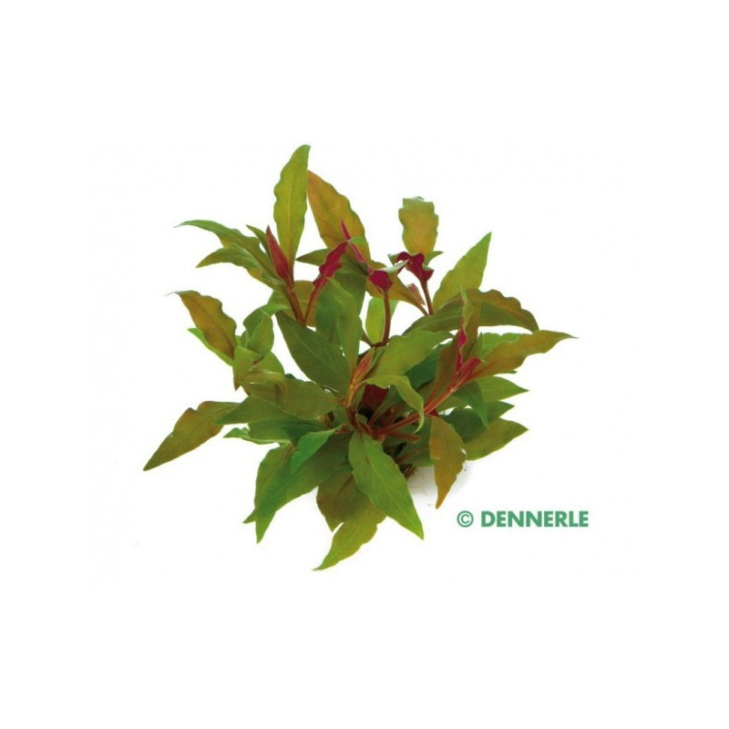 Alternanthera reineckii Red Dennerle