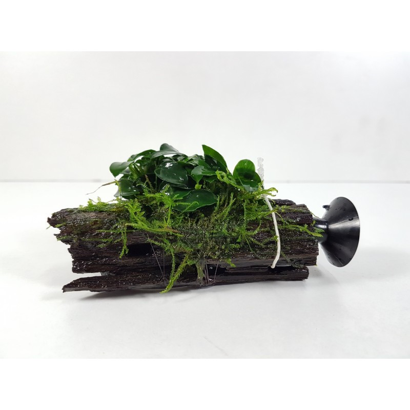 Anubias nana 'Bonsai' en madera Nano con succión Dennerle