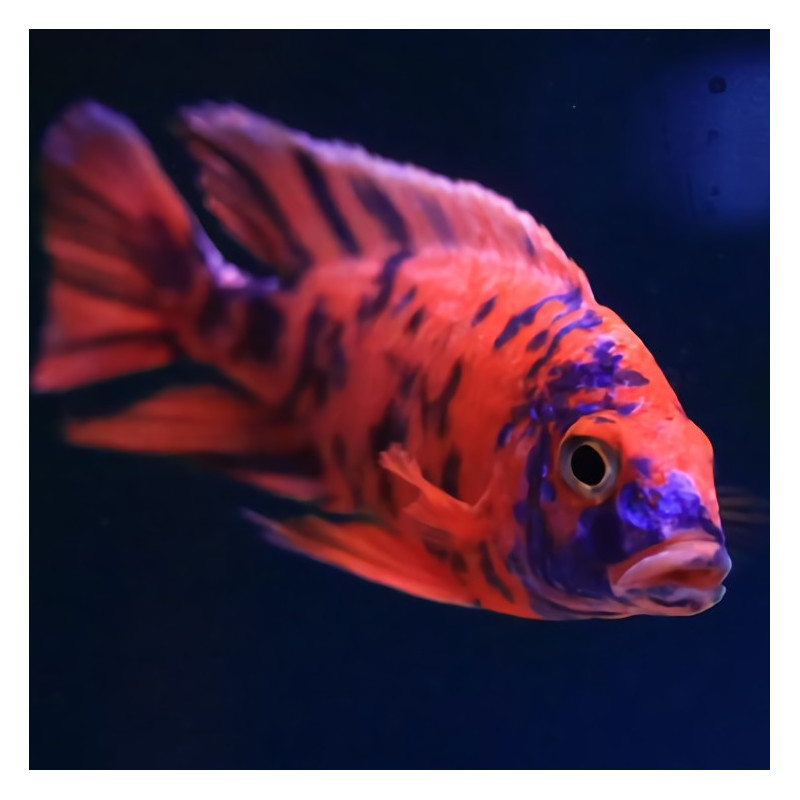 Aulonocara sp. Calico OB 5-6cm