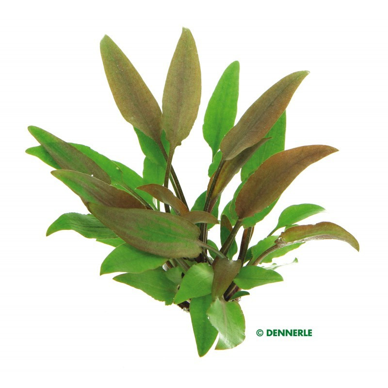 Cryptocoryne lutea Dennerle