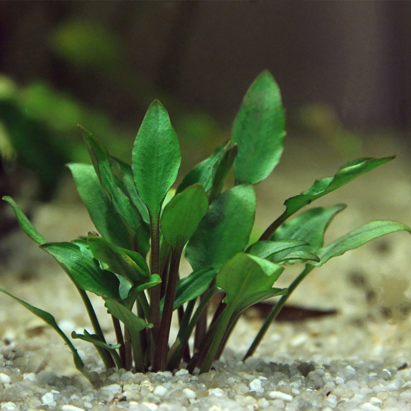 Cryptocoryne lutea Dennerle