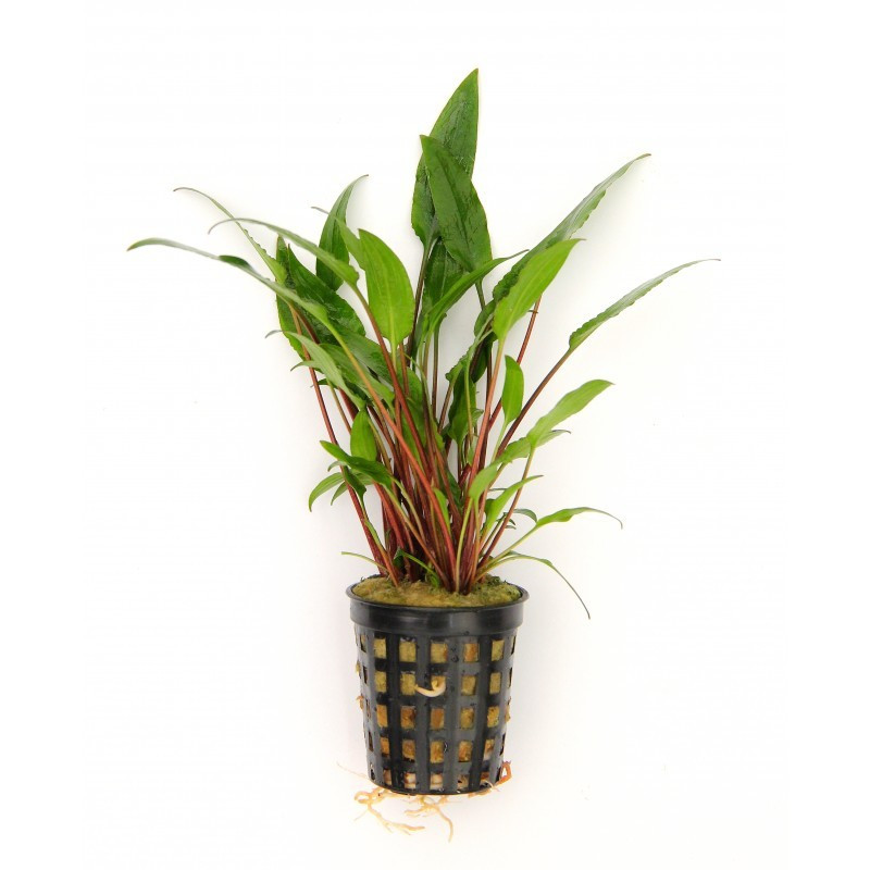 Cryptocoryne lutea Dennerle