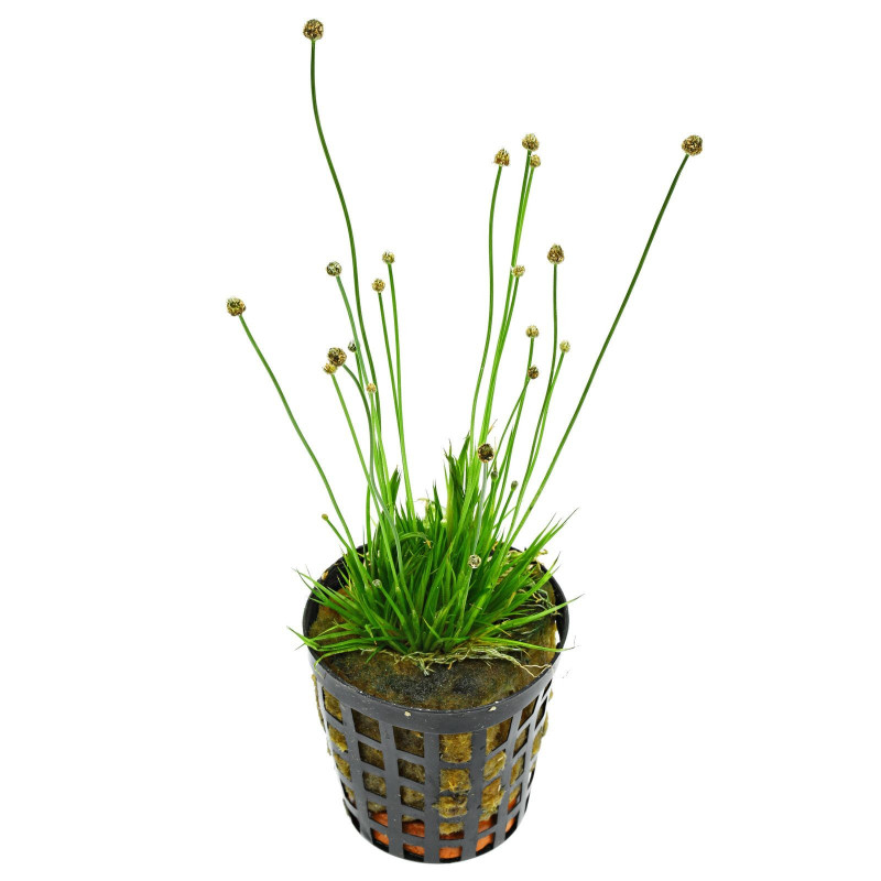 Eriocaulon cinereum Eriocaulon cinereum