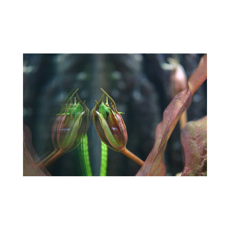 Barclaya longifolia Bulbo