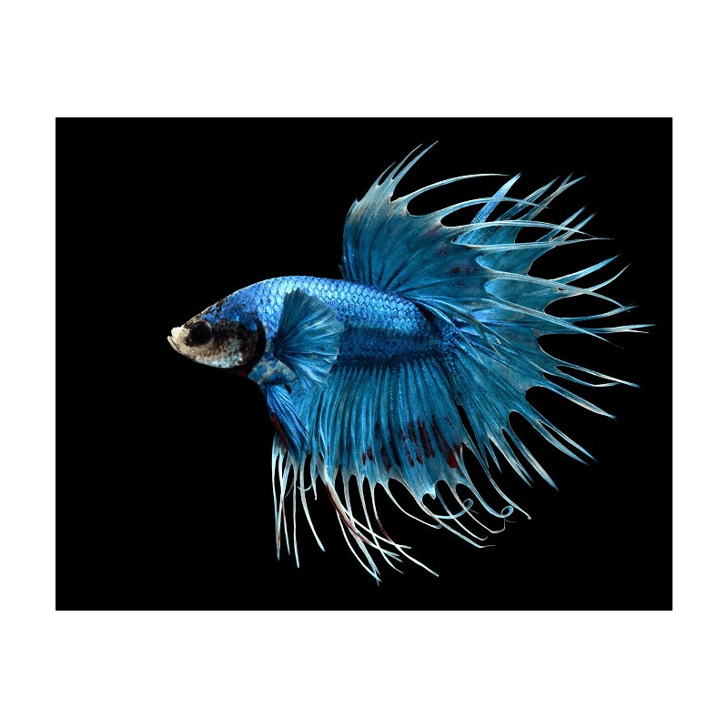 Crowntail Betta - Betta splendens