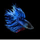 Betta Crowntail - Betta splendens