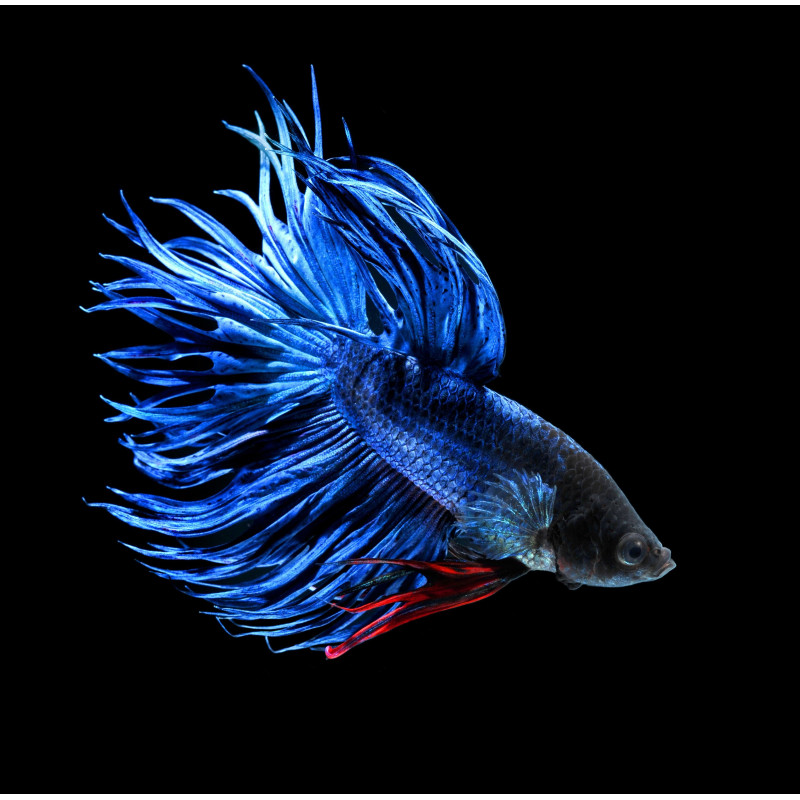 Betta Crowntail - Betta splendens Betta Crowntail - Betta splendens