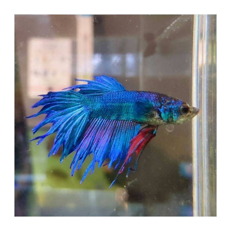 Betta Crowntail - Betta splendens