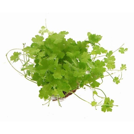 Hydrocotyle cf. tripartita