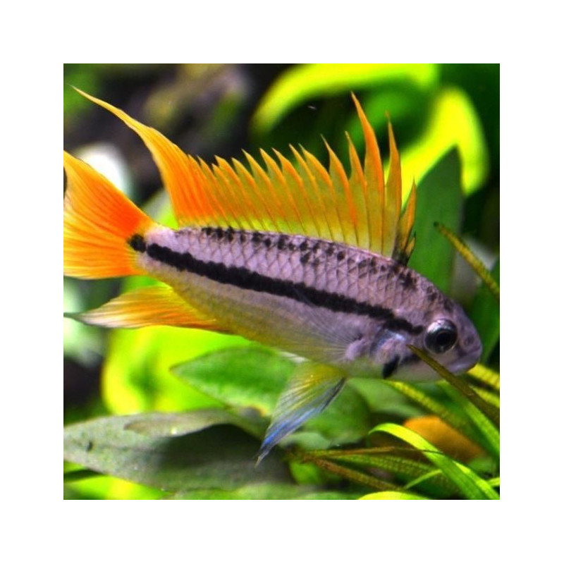 Apistogramma cacatuoides Orange