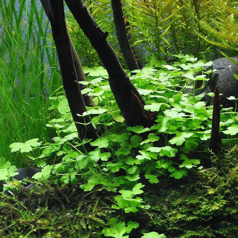 Hydrocotyle cf. tripartita