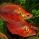 Peixe Arco-Íris Vermelho - Glossolepis incisus