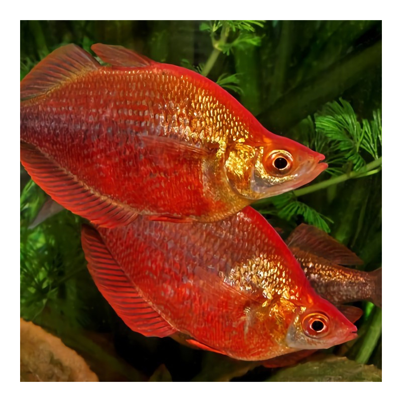 Pez arco iris rojo - Glossolepis incisus