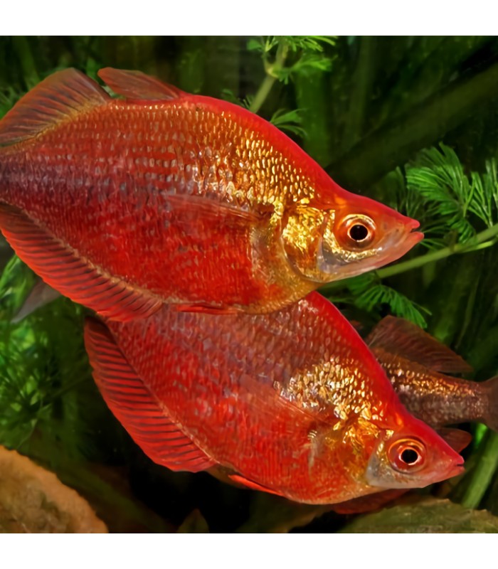 Pez arco iris rojo - Glossolepis incisus
