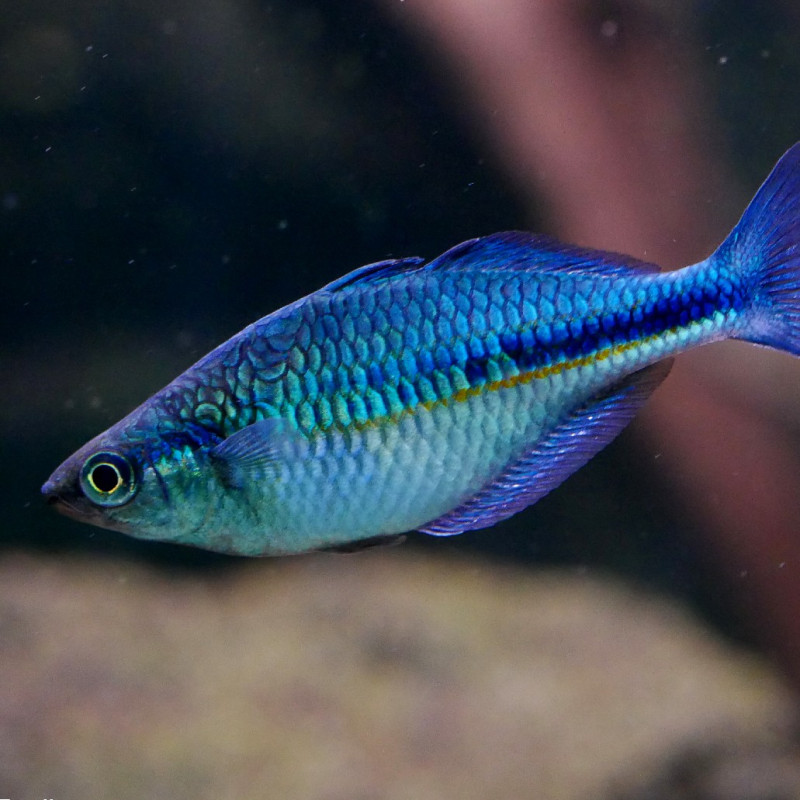 Arco-íris Lago Kutubu - Melanotaenia lacustris