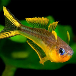 Furcada Rainbow - Pseudomugil furcatus Furcada Rainbow - Pseudomugil furcatus