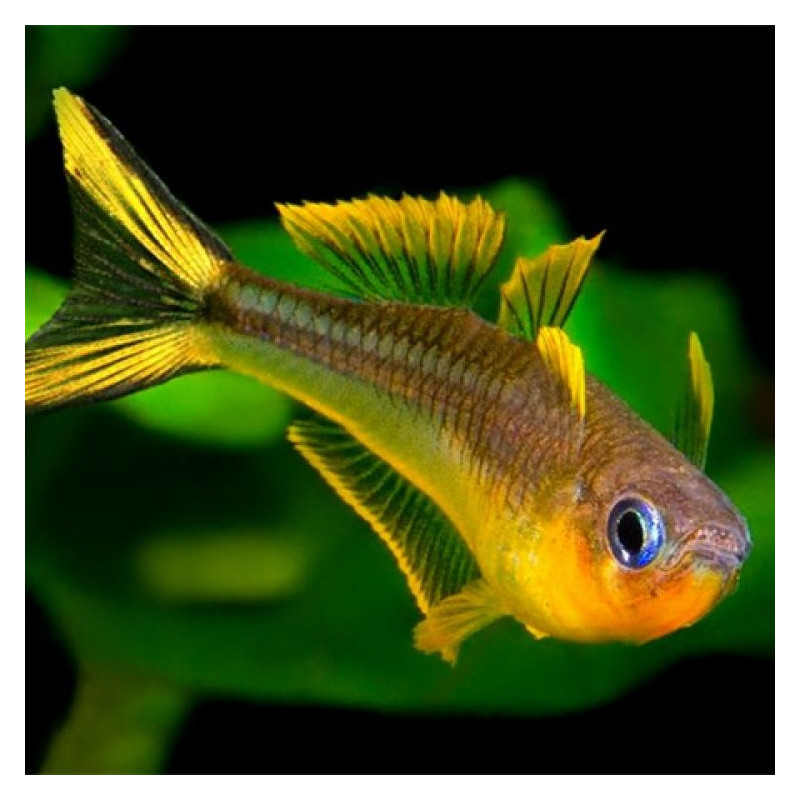 Furcada Rainbow - Pseudomugil furcatus
