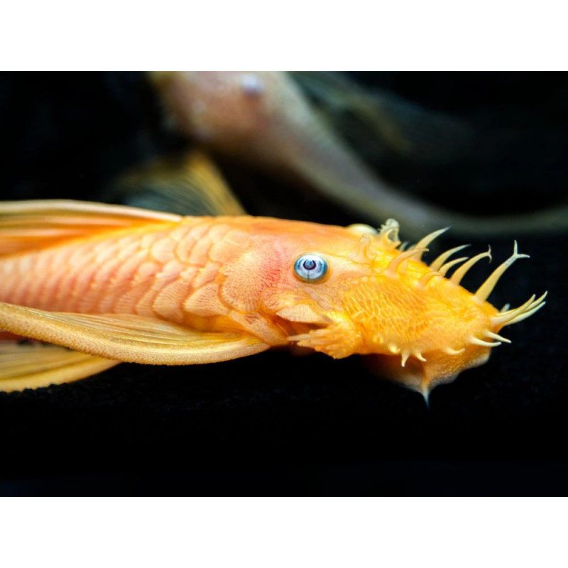 L144 - Ancistrus sp. - 3-4 cm