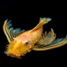 L144 - Ancistrus sp. - 3-4 cm