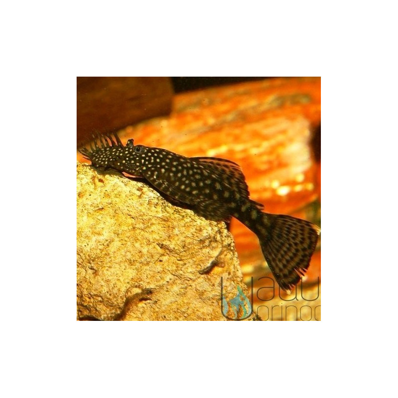 Ancistrus común - Ancistrus sp. - 3-3,5