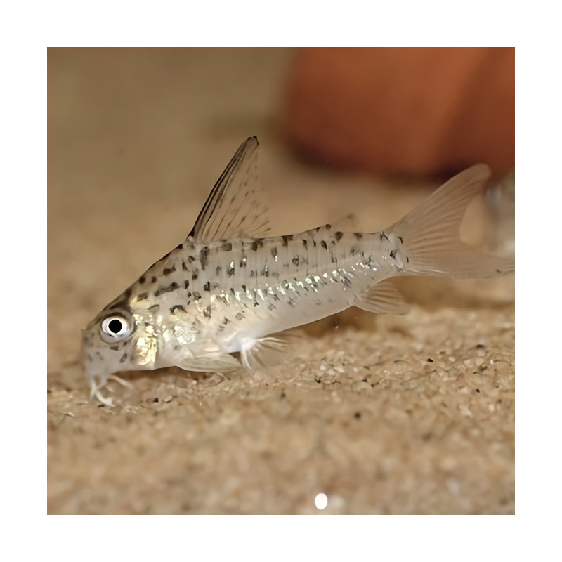 Corydoras loretoensis