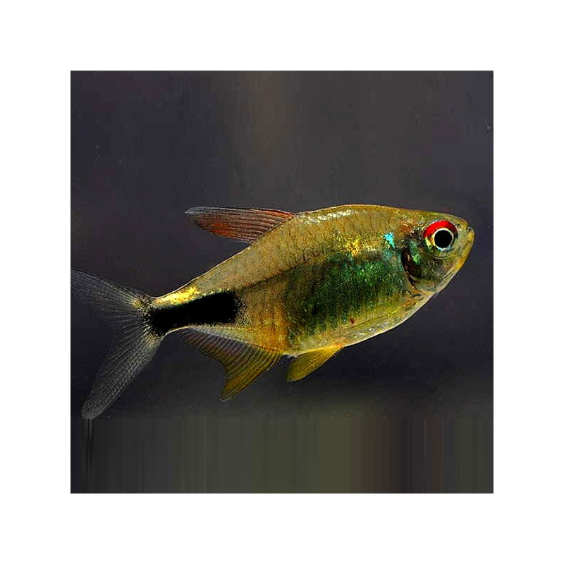 Pretty Tetra 2.5-3 - Hemigrammus pulcher